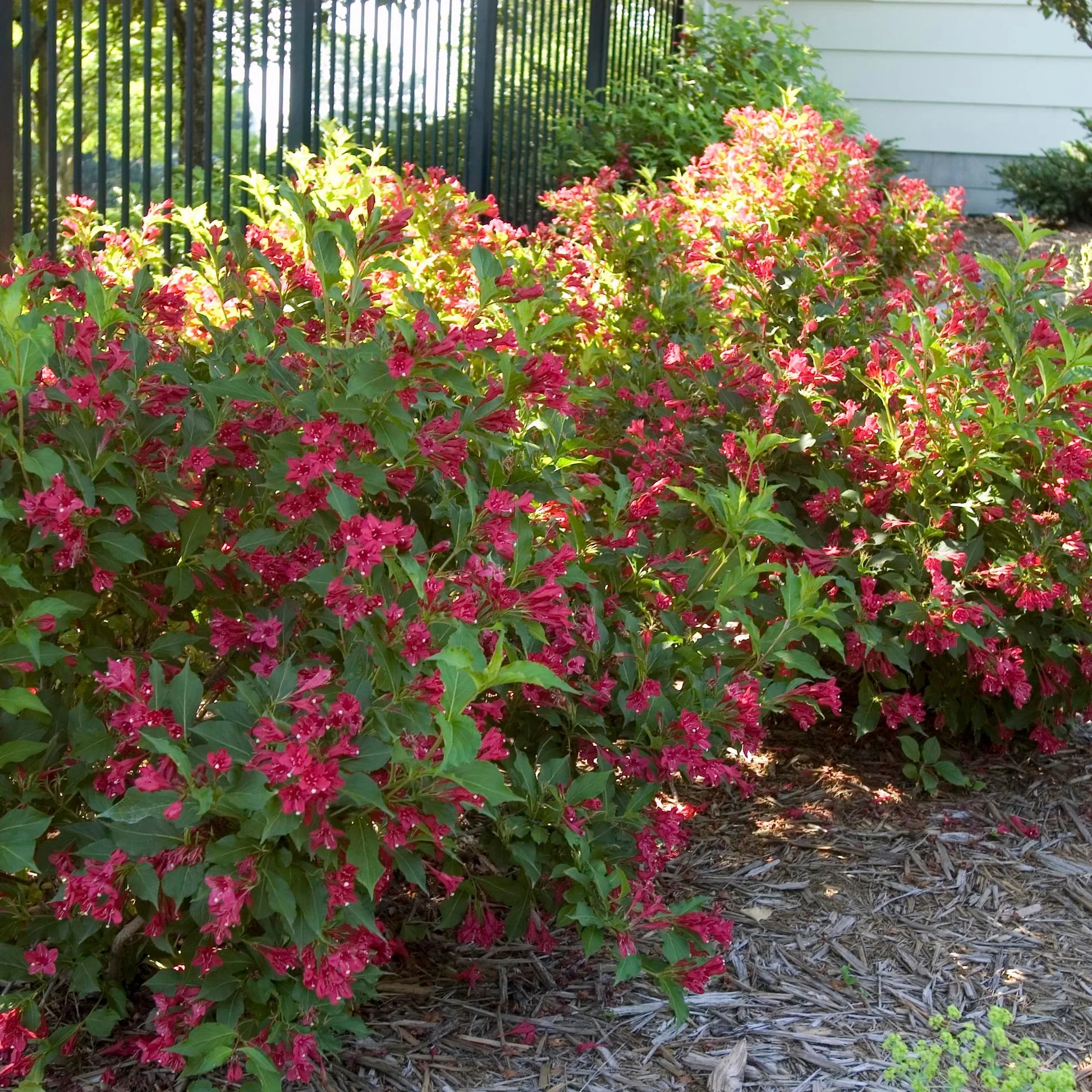 🌺 ΒΕΪΓΚΕΛΙΑ – Weigelia sp - 2